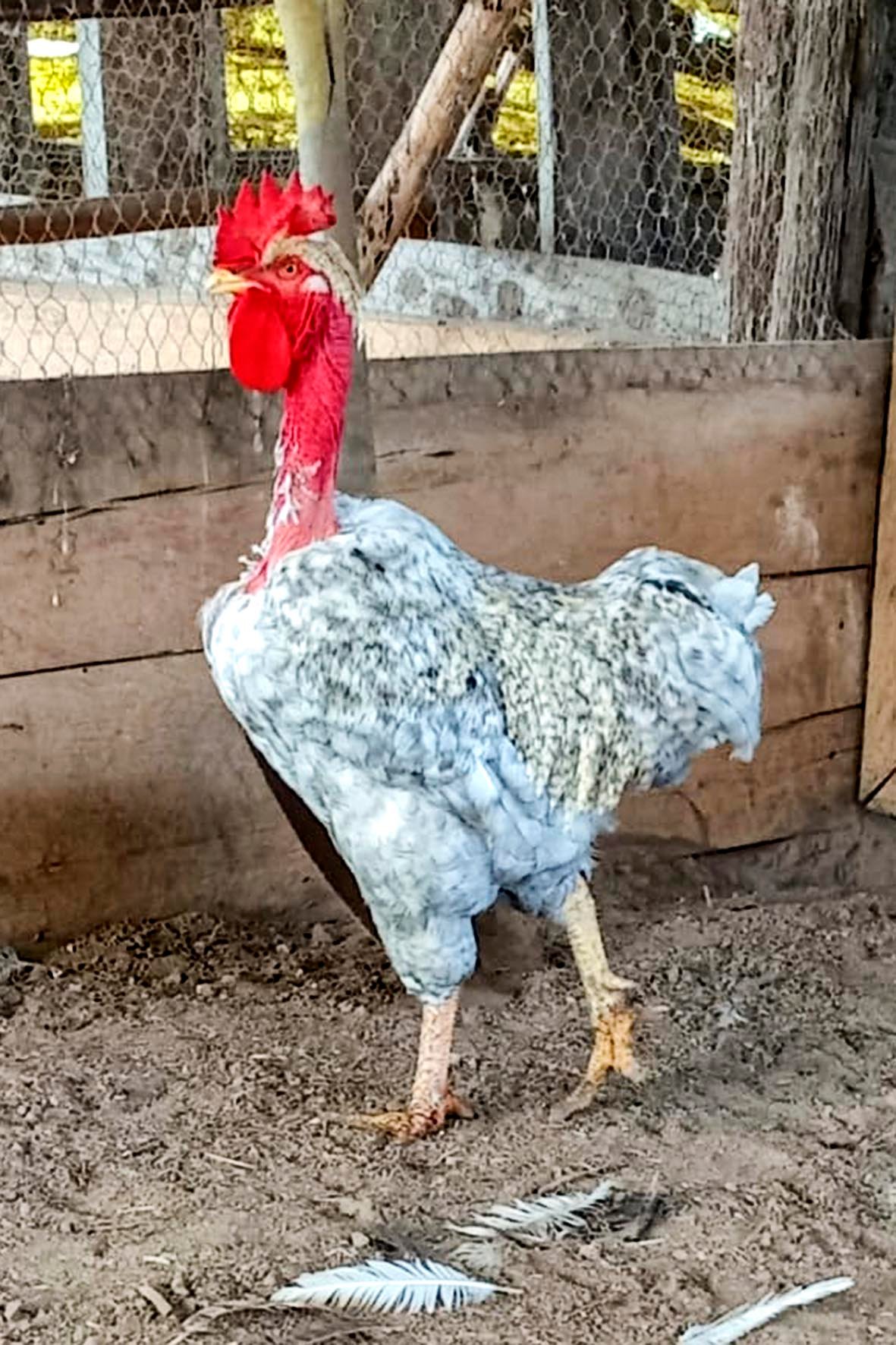 WhatsApp Image 2025-04-03 at 7.35.05 PM (2) copia.jpg